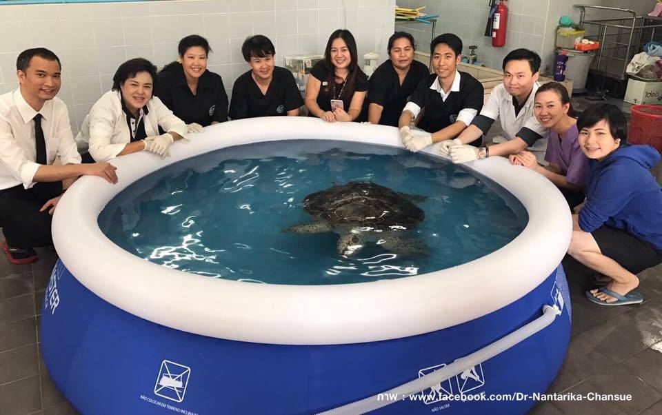 อัพเดทอาการ “เต่าออมสิน” ว่ายน้ำได้ -ร่าเริง-จะกินอาหารเร็วๆนี้