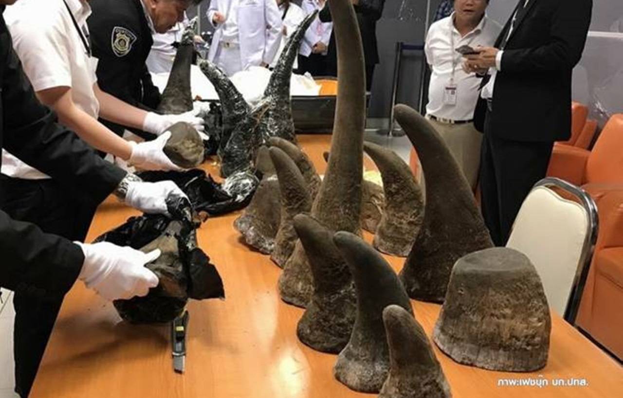 "ไซเตส" ไทยประสานเวียดนาม พบนอแรดโผล่อีก 100 กิโลกรัมเตรียมเทียบ “ดีเอ็นเอ”หาแหล่งที่มา และเส้นทางค้า