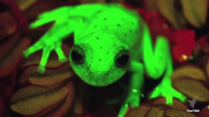 ตื่นเต้นค้นพบ “กบเรืองแสง” ครั้งแรก