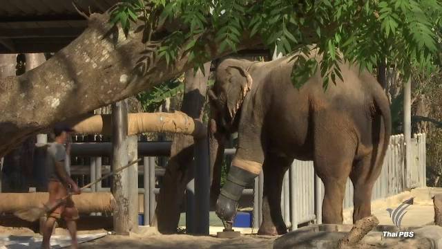 หลายภาคส่วนร่วมบริจาคช่วยเหลือมูลนิธิเพื่อนช้าง