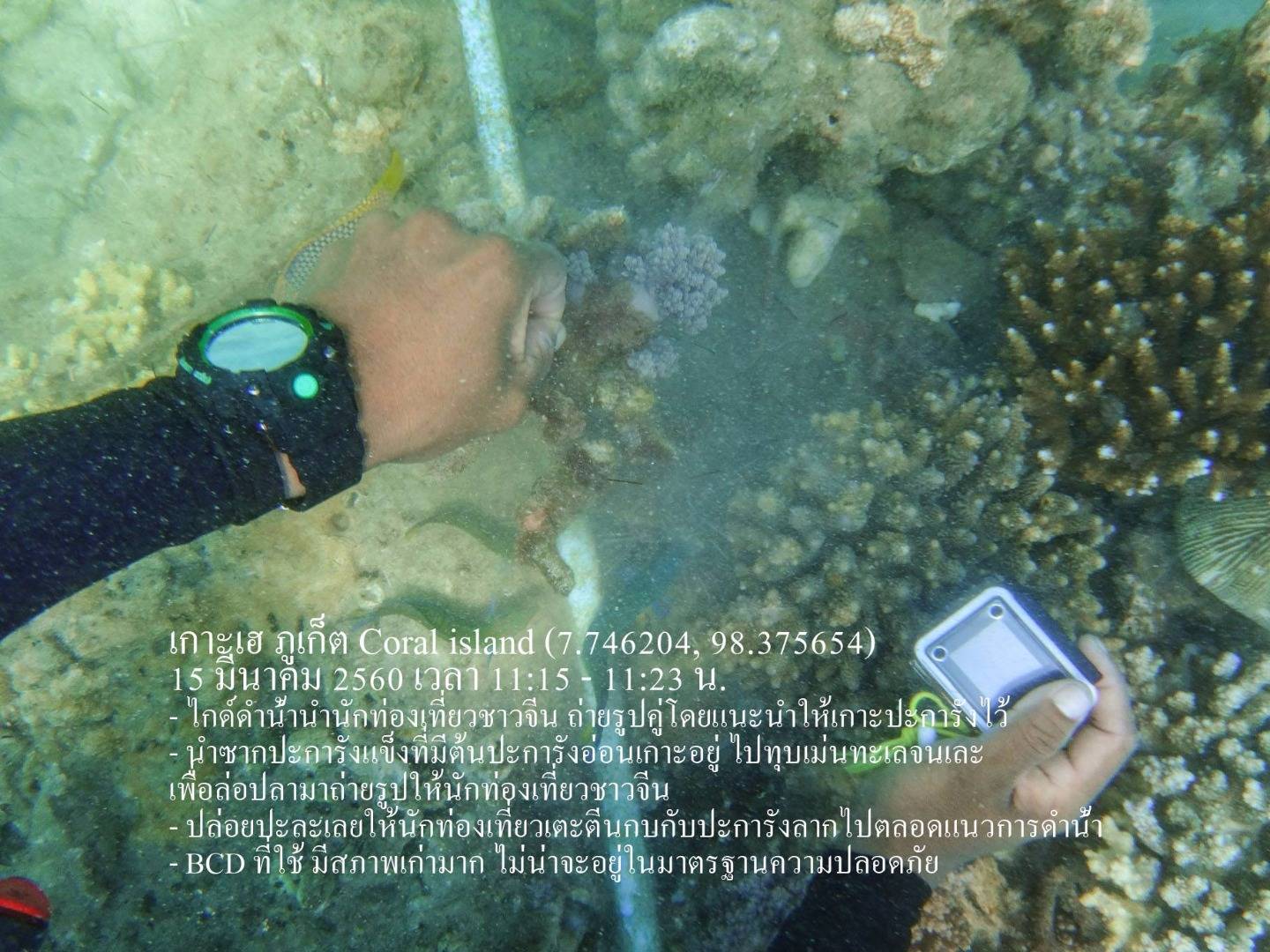 ทช.จ่อเอาผิดไกด์มือทุบ "ปะการังกับหอยเม่น"ล่อปลา