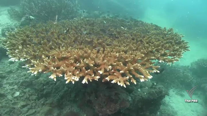 ข่าวดี “ปะการังเกาะยูง”ฟื้นตัวหลังปิดกิจกรรมการท่องเที่ยว