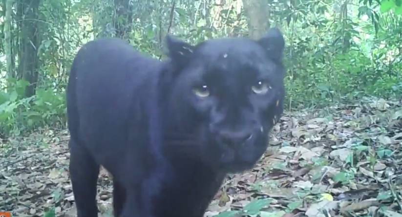 เปิดคลิป "เสือดำ" เล่นกล้อง ในเขตรักษาพันธุ์สัตว์ป่าอุ้มผาง จ.ตาก 