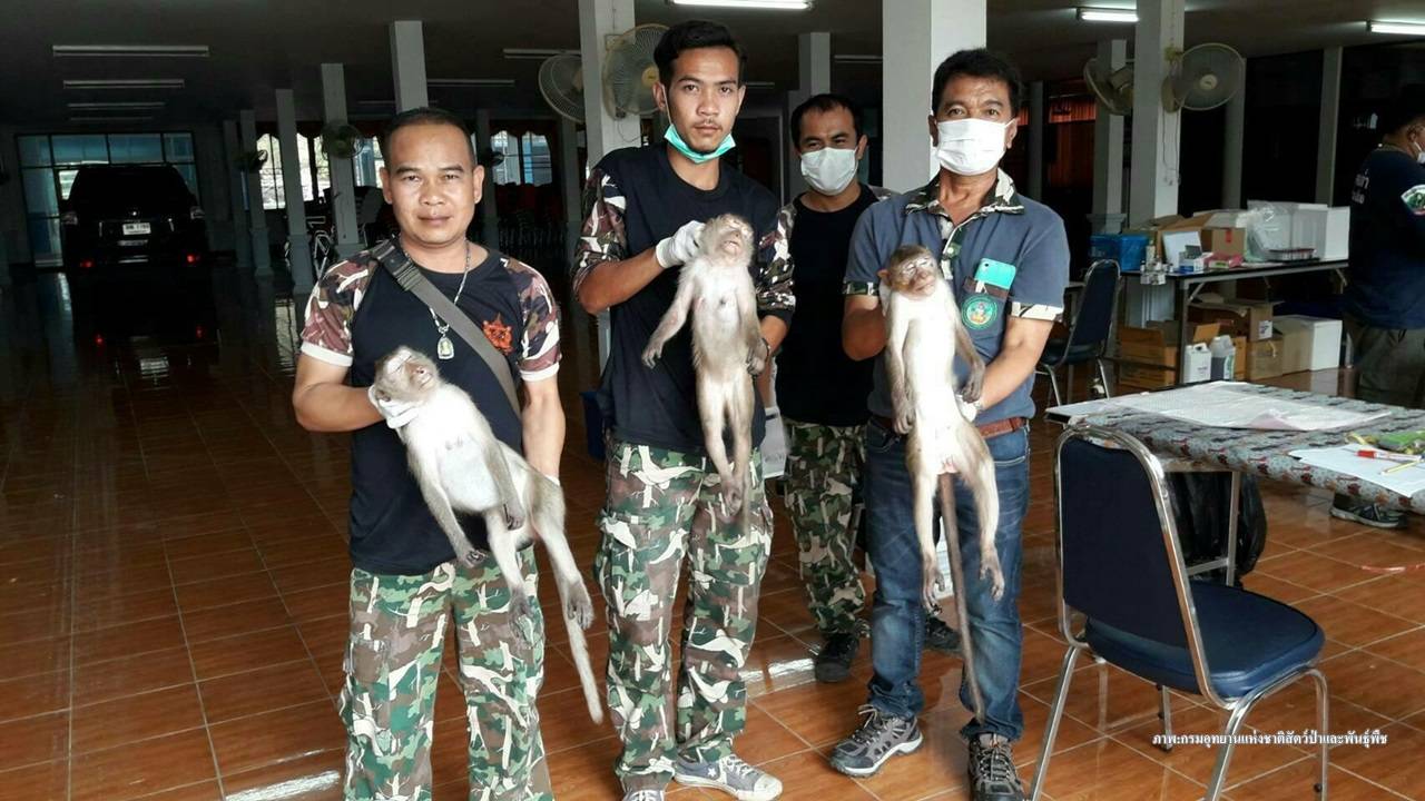 เดินหน้า "ทำหมันลิง" จำกัดประชากรเพิ่ม