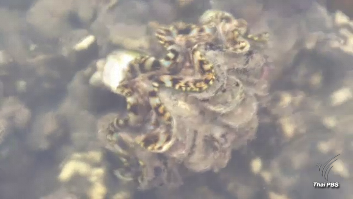 คุมเข้มแหล่ง "หอยมือเสือ"หลังถูกลักลอบขายชาวจีนราคาสูง 2 หมื่นบาท