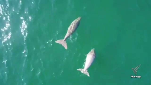 สำรวจทะเลตรังพบประชากร "พะยูน" มีแนวโน้มสูงขึ้น