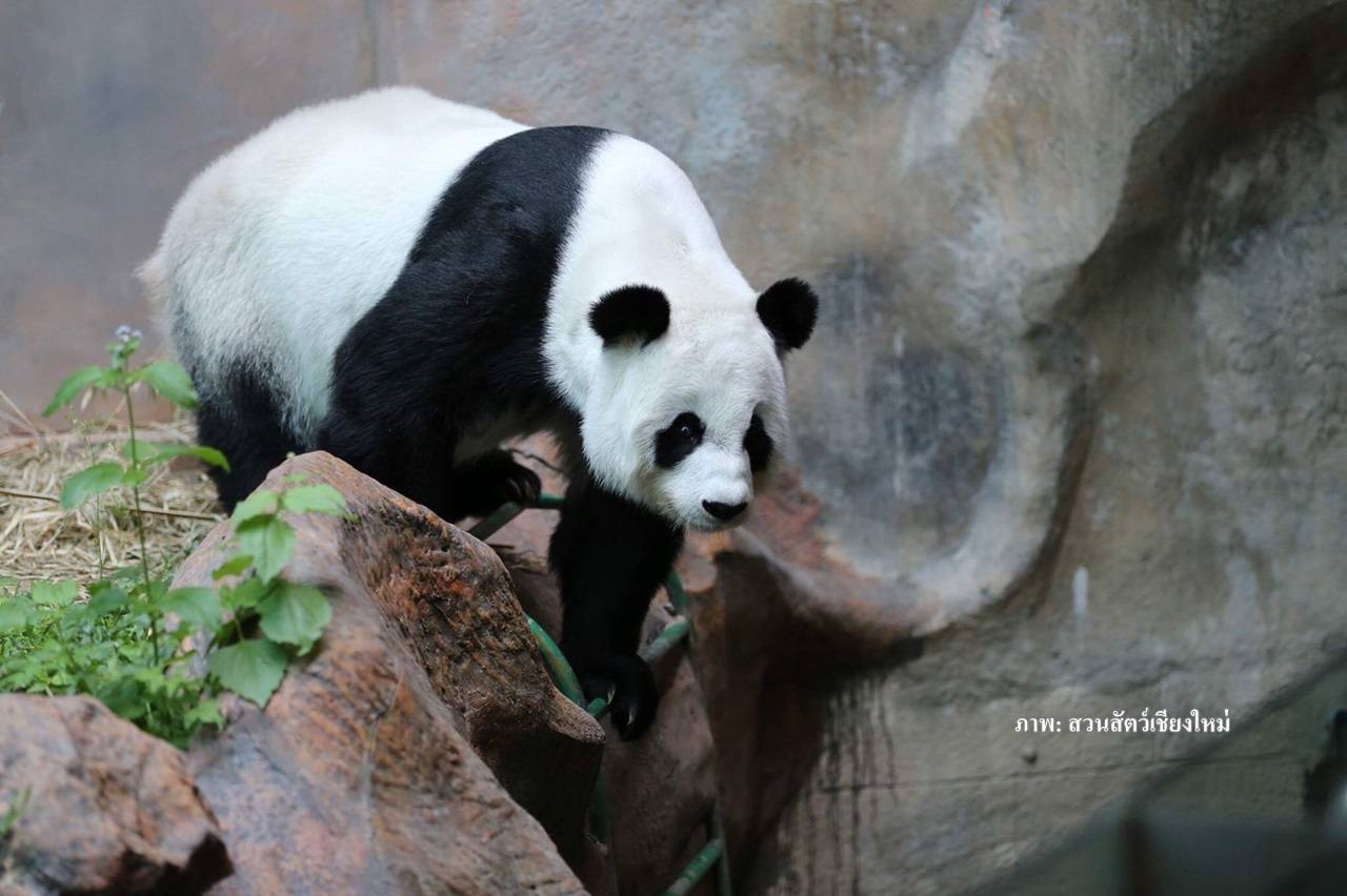 ลุ้นแพนด้า "หลินฮุ่ย"ส่อแววท้อง-รอผลอัลตราซาวด์ 24-26 เม.ย.นี้