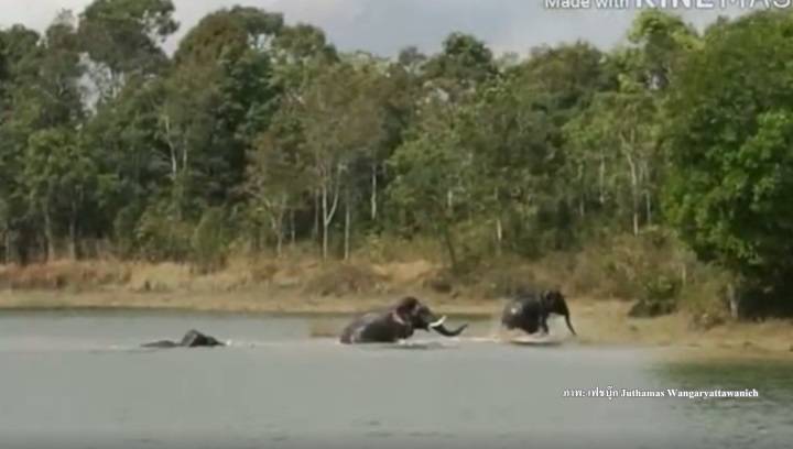 ระทึกภาพ "ช้างชนช้าง" กลางอ่างเก็บน้ำบนอุทยานแห่งชาติเขาใหญ่ 