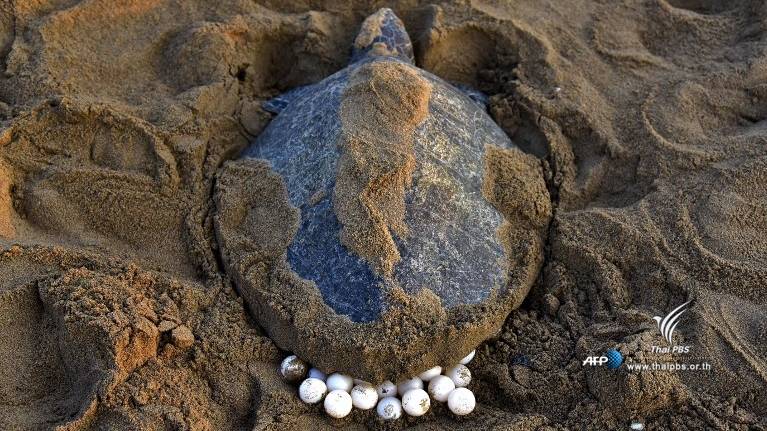 ทช.สรุปเต่าทะเลน่าห่วงพบวางไข่เหลือแค่ 1 ใน5