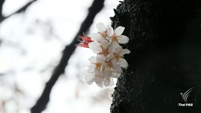 “ดอกซากุระ” ประเทศญี่ปุ่นบานแล้ว