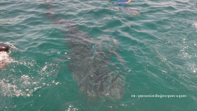 ทช.คาดโทษมัคคุเทศก์ พานักท่องเที่ยวว่ายน้ำเล่น “ฉลามวาฬ”