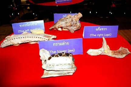 ขึ้นทะเบียนซากไดโนเสาร์พันธุ์ใหม่โลก "สิรินธรนา โคราชเอนซิส" อายุ 100 ล้านปี