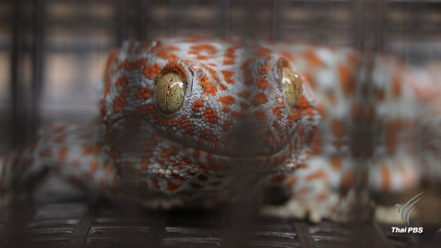 รับซื้อตุ๊กเเก ขนาด 19 นิ้วขึ้นไป ราคาตัวละ 1 ล้านบาท