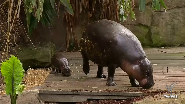 สวนสัตว์ทารองก้า เปิดตัว “ลูกฮิปโปแคระ” ตัวแรกในรอบ 7 ปี