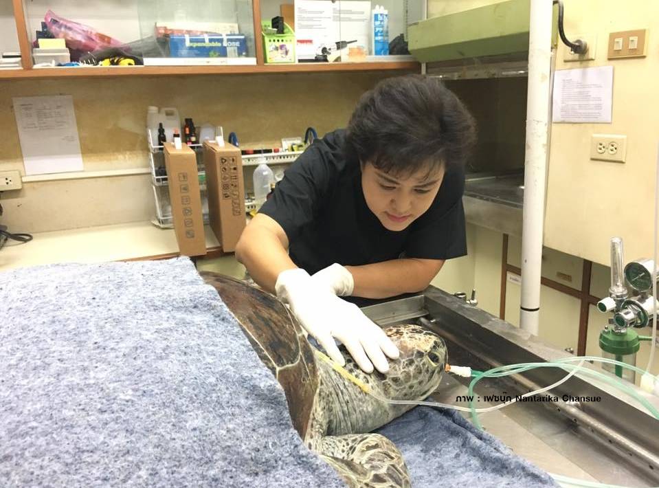 นาทีชีวิต "เต่าออมสิน"