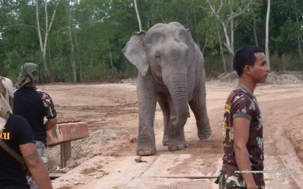 ประมวลภาพ "พลายสีดอแก้ว" อารมณ์ดีเล่นน้ำคลายร้อน