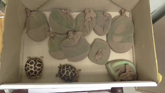 ศุลกากรยึด "เต่าดาว-งู" ซุกกล่องไปรษณีย์ เตรียมส่งออสเตรเลีย