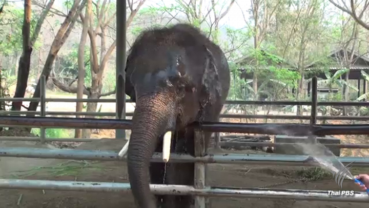 ร้อนจัดเตือนอย่าปล่อย “ช้างเครียด” อันตราย