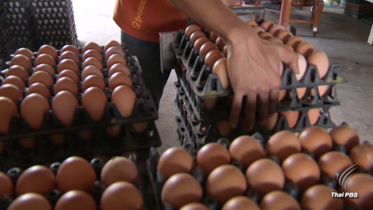 “ไข่ไก่” ราคาตก ชงเสนอนายกรัฐมนตรี ปรับโครงสร้างการผลิต