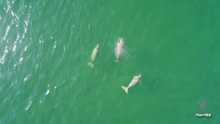 ทช.เผยข่าวดีผลสำรวจ“พะยูน”ทะเลตรังพบ 169 ตัว