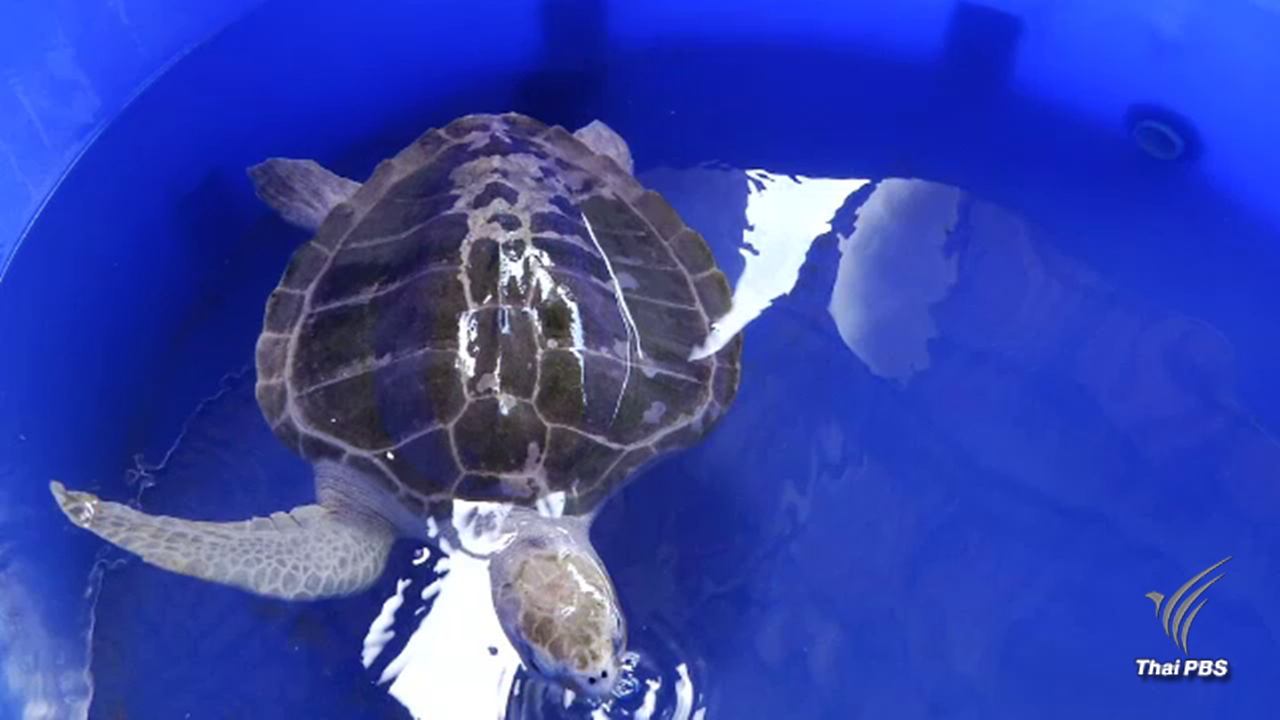 "วายุภักดิ์” เต่าพิการขาขาด เหยื่อขยะทะเล