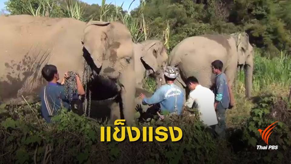 ศูนย์อนุรักษ์ช้างไทยลำปาง ยันช้าง 14 เชือก สุขภาพดี