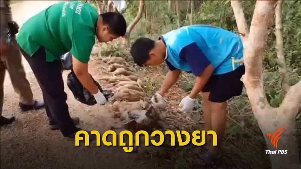 คาดวางยาเบื่อ "ลิงแสม" ตาย 20 ตัว เหตุกินพืชผลชาวบ้านเสียหาย