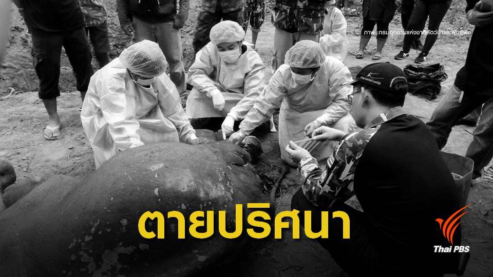 "ลูกช้าง" เขาอ่างฤๅไนตายปริศนา เจอเศษตะกั่วขาหลัง-รอยช้ำทั่วตัว