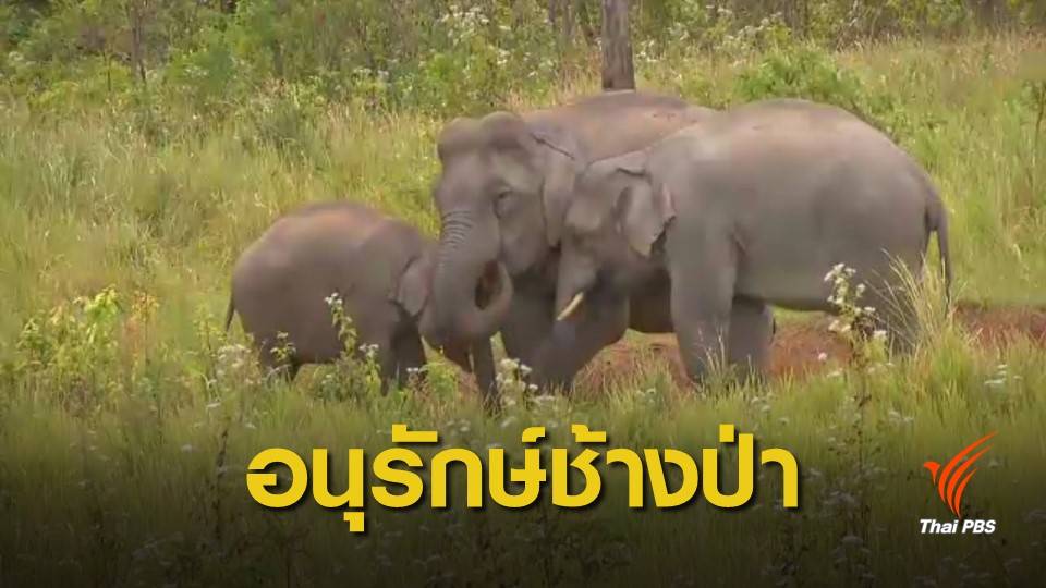 คุมนักท่องเที่ยว อนุรักษ์ "ช้างป่า" เขาใหญ่