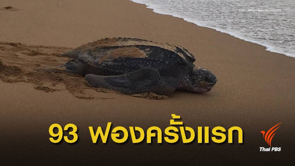 ครั้งแรกในรอบ 5 ปีพบ"เต่ามะเฟือง" วางไข่ชายหาดเขาหลัก