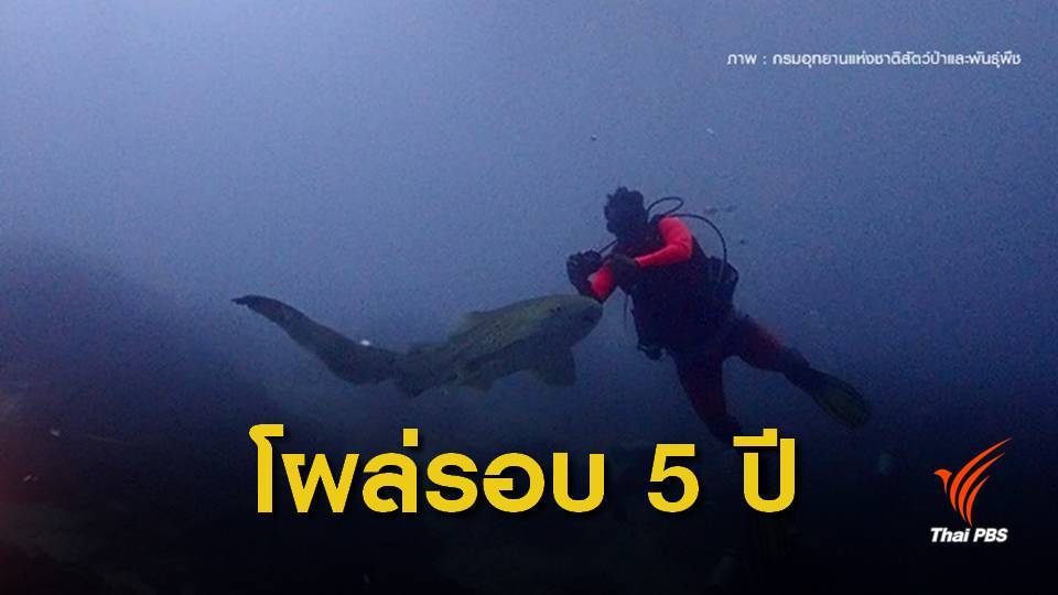 "ฉลามเสือดาว" อวดโฉมครั้งแรกรอบ 5 ปีหมู่เกาะสิมิลัน 