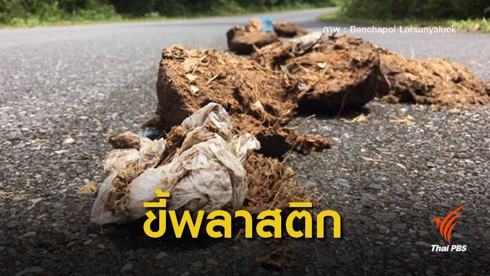 อึ้ง! ขี้ช้างเขาใหญ่เจอถุงพลาสติกเพียบ