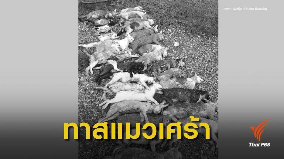 สลด ! แอบปล่อยแมวทิ้งในวัดถูกหมากัดตาย 33 ตัว