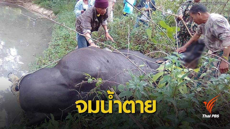พบกระทิงจมน้ำตายในลำรางน้ำที่ปากช่อง