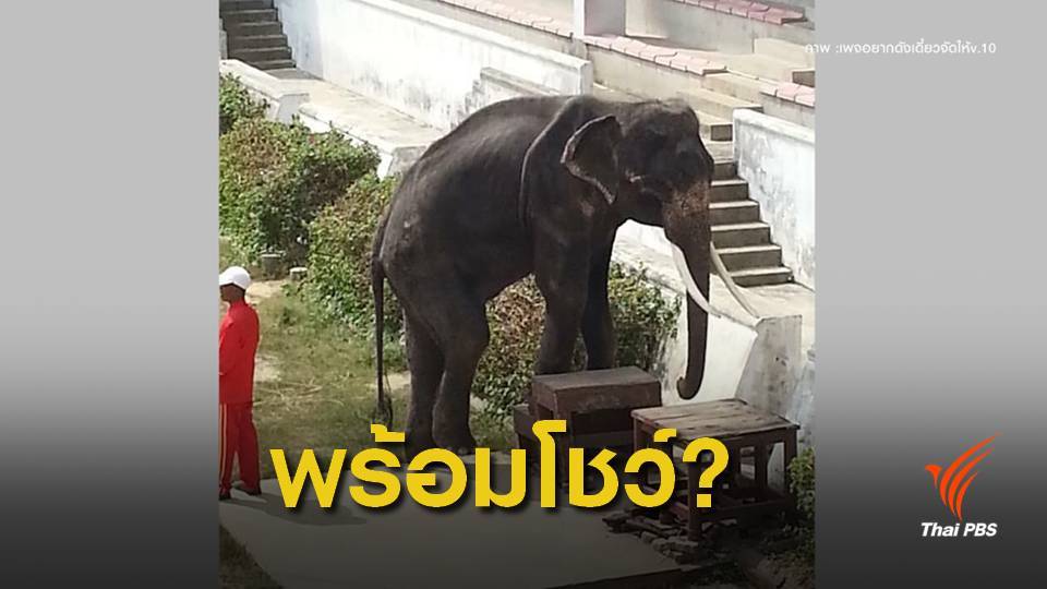 กรมอุทยานฯ พร้อมตรวจสวนสัตว์ดังโชว์ช้าง-ม้าผอมโซ
