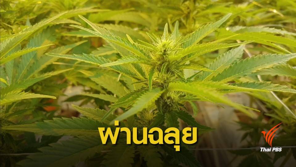 สนช.ผ่านกฎหมายเปิดทางใช้ "กัญชา-กระท่อม" วิจัยทางการแพทย์