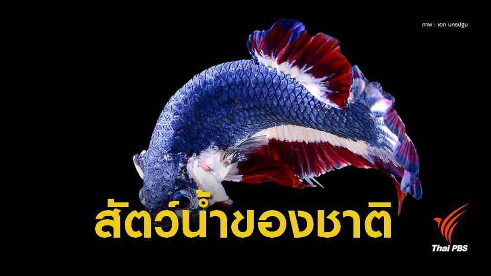 ไฟเขียว “ปลากัดไทย”  เป็นสัตว์น้ำประจำชาติ 