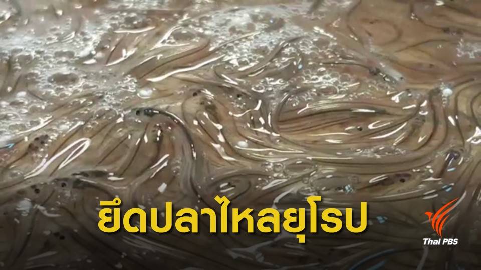 ศุลกากรจับลักลอบนำเข้า "ปลาไหลยุโรป" มูลค่ากว่า 40 ล้านบาท
