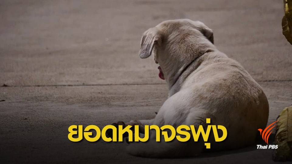 คาด 20 ปีหมา-แมวจรจัดพุ่ง 5 ล้านตัว เร่งทบทวนขึ้นทะเบียน
