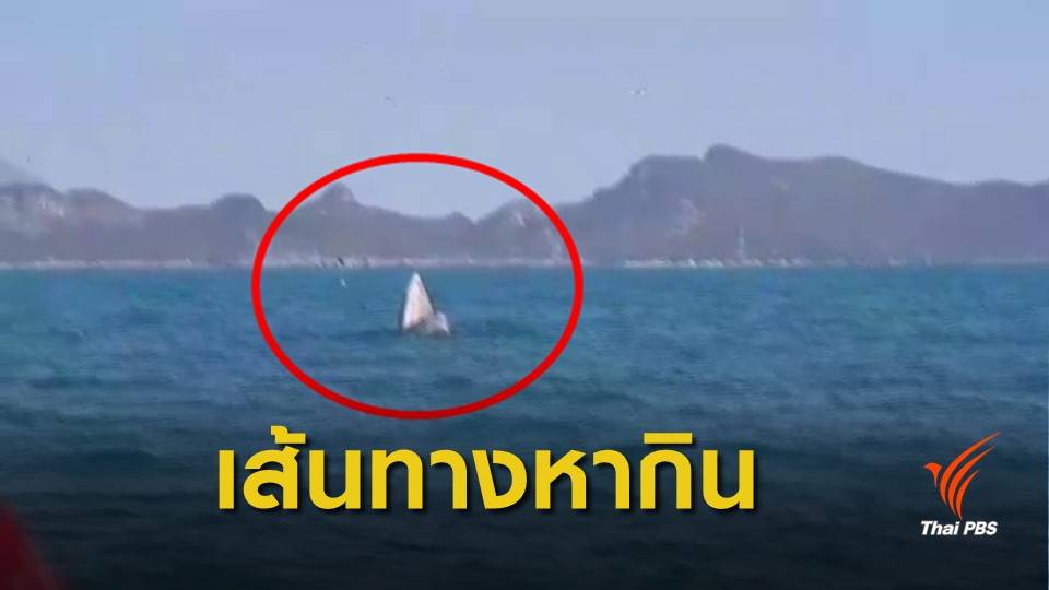 "วาฬบรูดา" 2 ตัว โผล่กินฝูงปลาในทะเลสามร้อยยอด