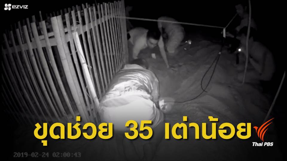 นาทีขุดหลุมทรายช่วย 35 ชีวิตลูกเต่ามะเฟือง