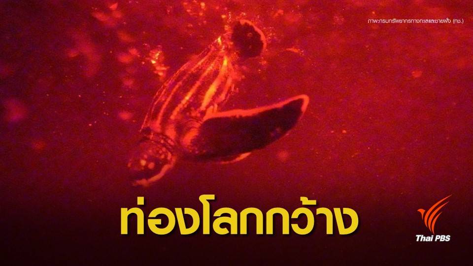 วินาที "ลูกเต่ามะเฟือง" สู่อ้อมกอดทะเล
