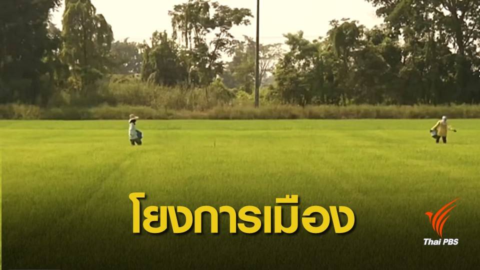 พรรคการเมืองใช้ประเด็น "พ.ร.บ.ข้าว" หาเสียงโค้งสุดท้าย