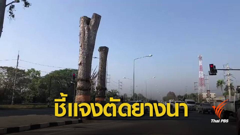 อบจ.เชียงใหม่ชี้แจงตัดต้นยางนา เหตุลำต้นผุ-เสี่ยงหักโค่น