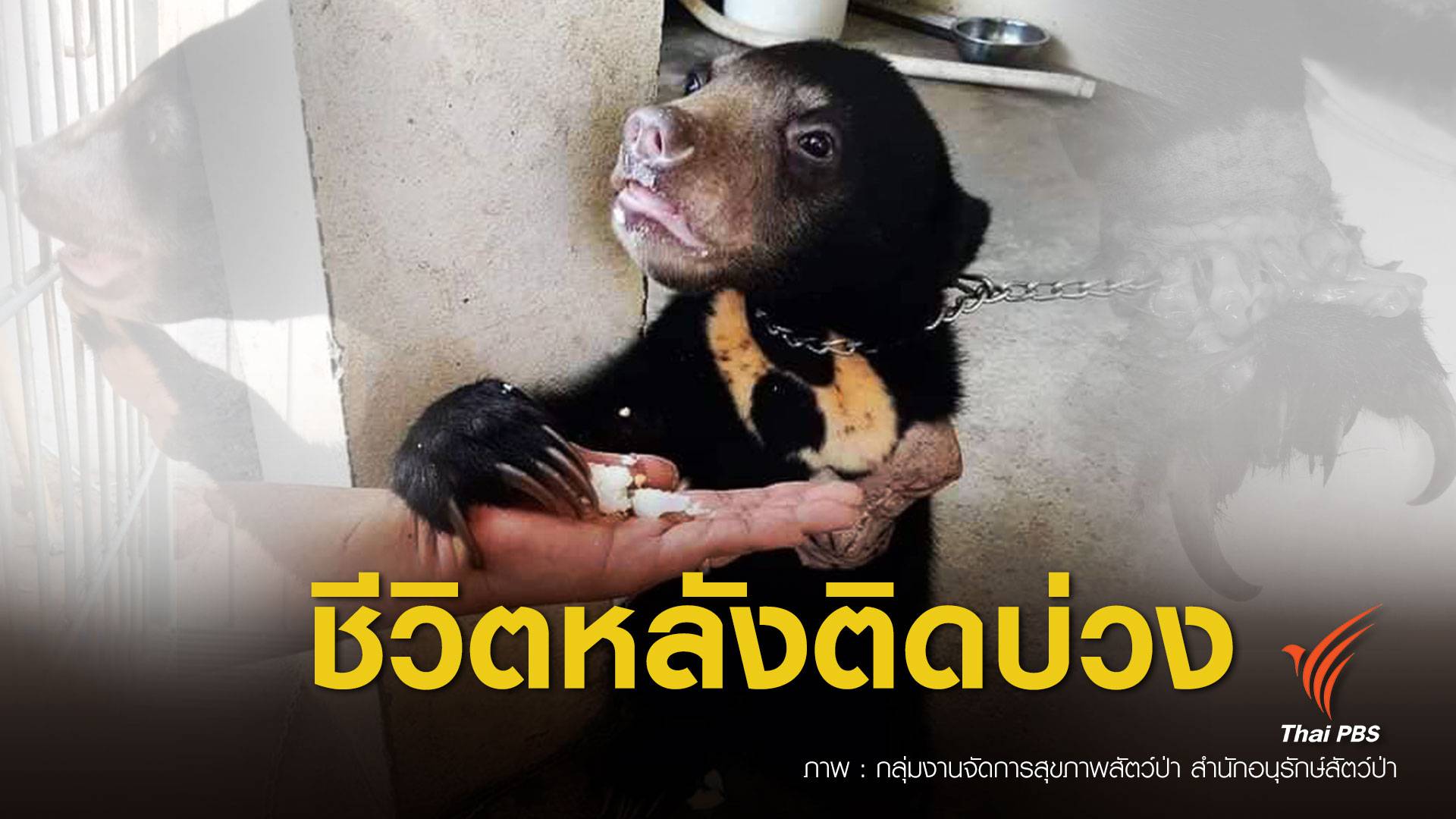 พิษบ่วงแร้ว EP.1 ตัดขาแลกชีวิต “เจ้าวันเด็ก” หมีหมาเหยื่อบริสุทธิ์