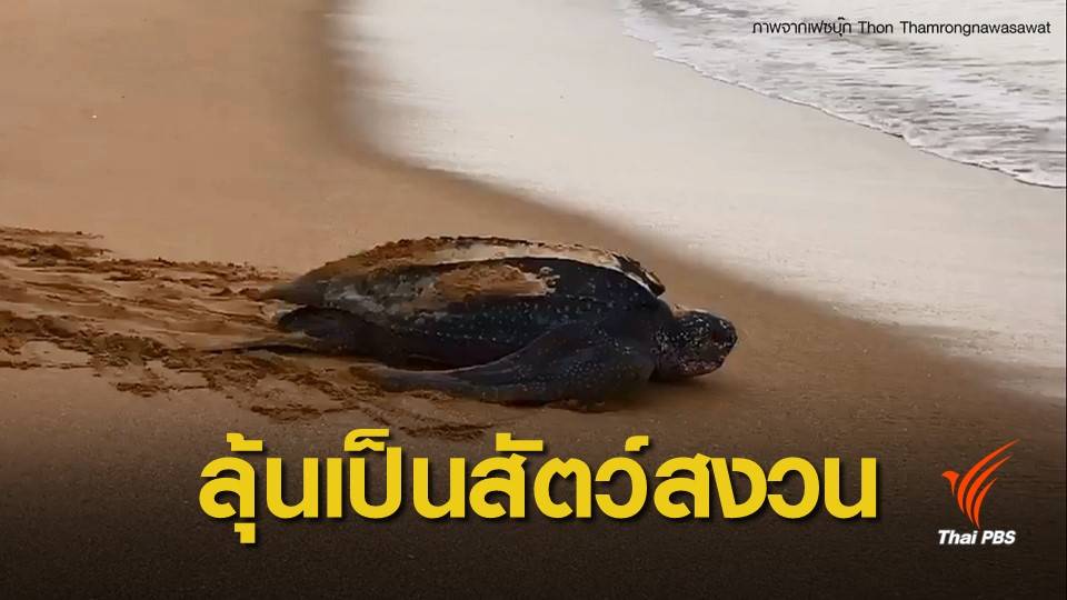 ลงนามปฏิญญาอนุรักษ์เต่าทะเลฯ ผลักดันขึ้นบัญชี "เต่ามะเฟือง"