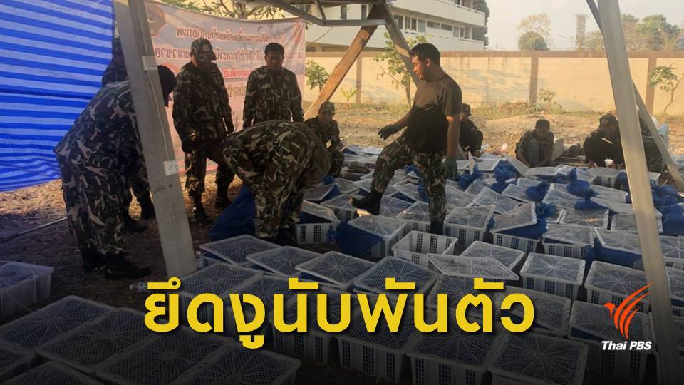 ยึด "งูสิง-งูเห่า" 1,632 ตัว ลอบขนข้ามแม่น้ำโขง