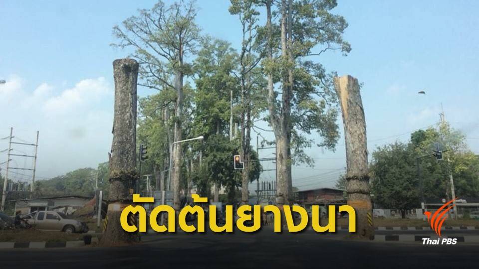 ศรีสุวรรณยื่นฟ้อง อบจ.เชียงใหม่ ตัดต้นยางนาอายุ 100 ปี