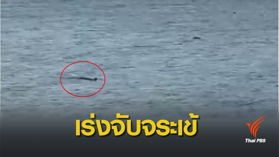 ยังจับไม่ได้! จระเข้โผล่เหนือน้ำหาดนราทัศน์ จ.นราธิวาส