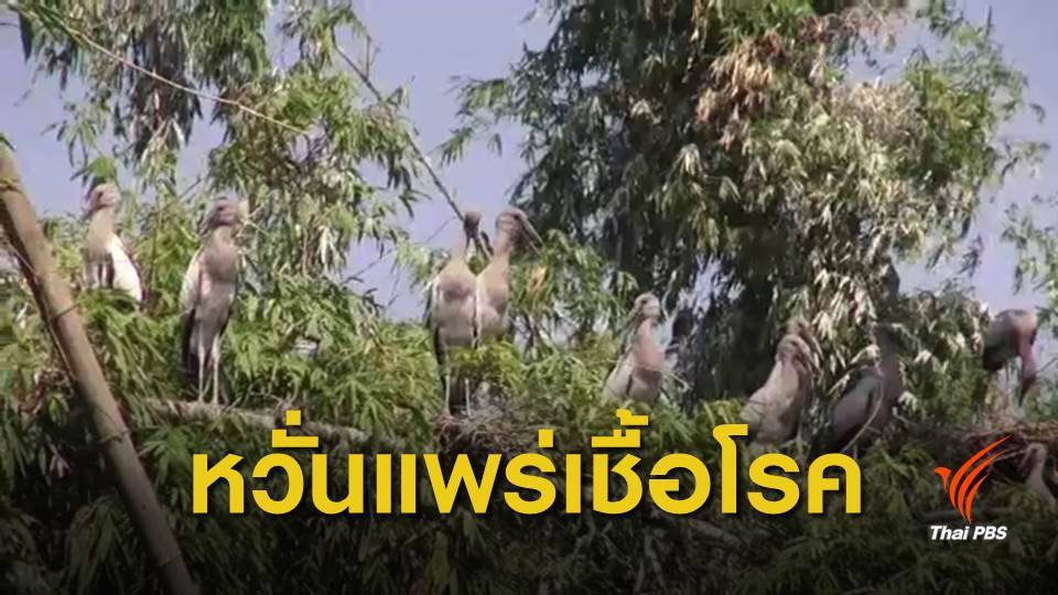 ฝูงนกอาศัยใกล้ชุมชนบ้านหนองมน จ.สระบุรี วอนหน่วยงานเกี่ยวข้องช่วยเหลือ